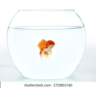 19,976 Goldfish in bowl Images, Stock Photos & Vectors | Shutterstock