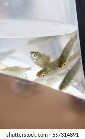 fish in bag