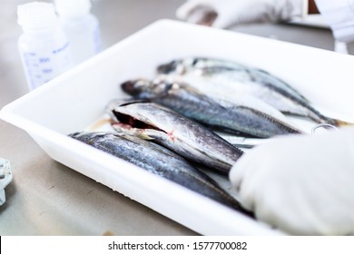 Fish to be tested in laboratory, quality test.