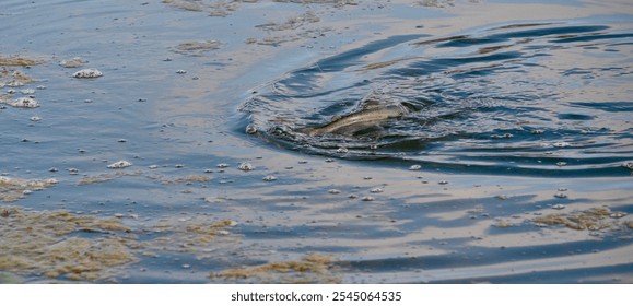 Fish being reeled in by fly fisherman - Powered by Shutterstock