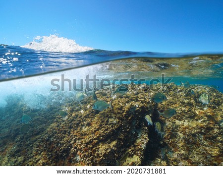 Fish below water surface in the Mediterranean sea (Sargo, Diplodus sargus), split view over and under water, France, Occitanie