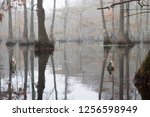 Fish  Black crappie ( Pomoxis nigromaculatus) caught on the Yo-Yo Automatic Fishing Reels. Beautiful bald cypress trees in autumn rusty-colored foliage. Chicot State Park, Louisiana, US