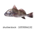 Fish  black drum (Pogonias cromis). Isolated on white background