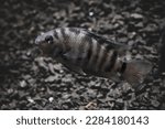Fish with black stripes. Big beautiful fish underwater. Pets in the aquarium. Beautiful dark blurred background. Cichlasoma nigrofasciatum. Amatitlania nigrofasciata. Archocentrus nigrofasciatus.