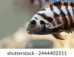 Fish with black stripes. Big beautiful nigrofasciata underwater. Pets in aquarium. Large fins, tail and scales. Cichlasoma nigrofasciatum. The convict cichlid fish Amatitlania nigrofasciata.