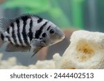 Fish with black stripes. Big beautiful nigrofasciata underwater. Pets in aquarium. Cichlasoma nigrofasciatum. The convict cichlid fish Amatitlania nigrofasciata. Convict Cichlid fish swimming