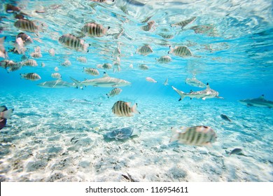 Fish And Black Tipped Sharks Underwater In Bora Bora Lagoon