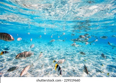 Fish And Black Tipped Sharks Underwater In Bora Bora Lagoon