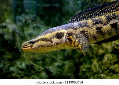 Fish Blotched Snakehead Forest Snakehead Channa Stock Photo (Edit Now ...