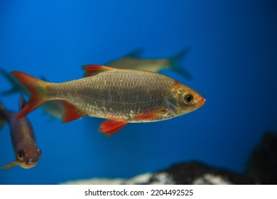 Fish Blue Aquarium Redeye Animal