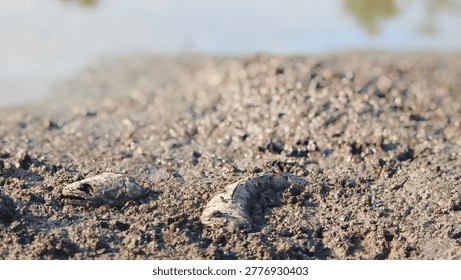 Fish bone carcasses on mud crack or dried cracked soil. Arid.
