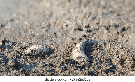 Fish bone carcasses on mud crack or dried cracked soil. Arid.