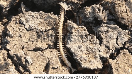 Fish bone carcasses on mud crack or dried cracked soil. Arid.