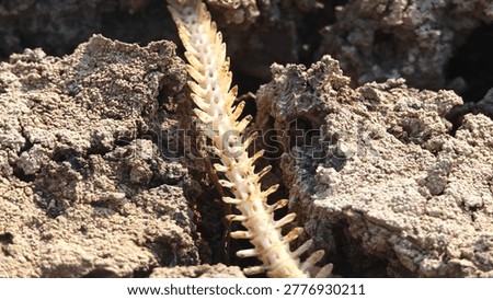 Fish bone carcasses on mud crack or dried cracked soil. Arid.