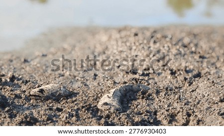 Fish bone carcasses on mud crack or dried cracked soil. Arid.