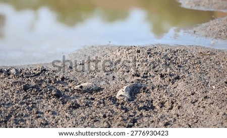 Fish bone carcasses on mud crack or dried cracked soil. Arid.