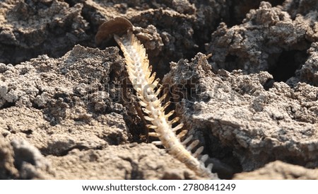Fish bone carcasses on mud crack or dried cracked soil. Arid.