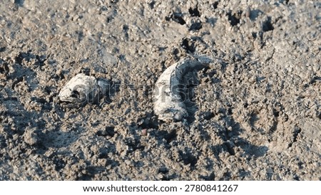 Fish bone carcasses on mud crack or dried cracked soil. Arid.