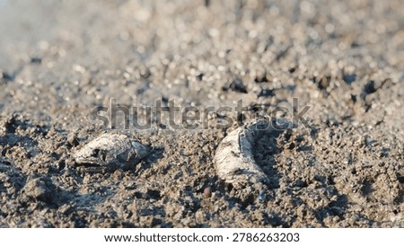 Fish bone carcasses on mud crack or dried cracked soil. Arid.