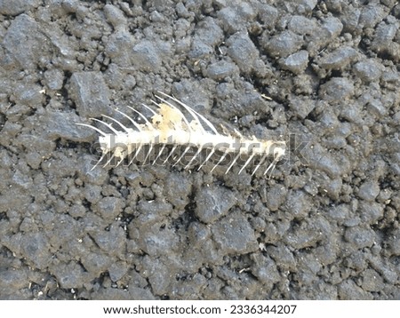 Fish bones on asphalt surface