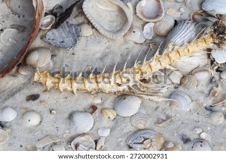 Fish bones on the beach