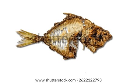 fish bones on a white background
