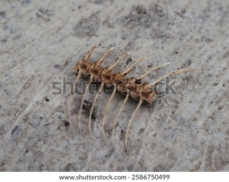 The fish bones are in a slanted position on top of the gray wall                               