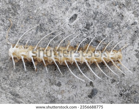 fish bones which will become food for small animals.