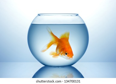 Fish Bowl With Gold Fish In Blue Water