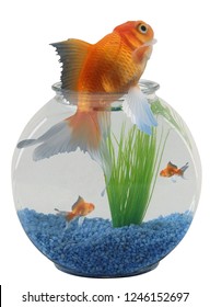 Fish Bowl Home To Small