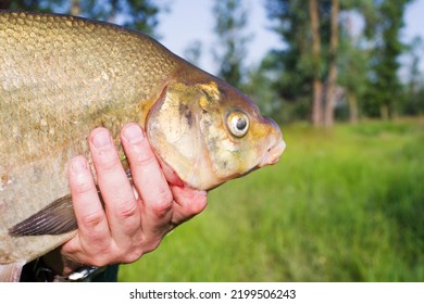 Fish Bream In The Hands Of A Fisherman Close-up. Fishing, Big Fish Catch