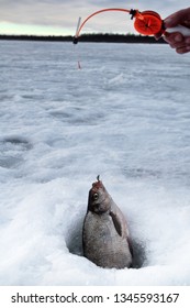 Fish Bream In The Hole In Ice. Caspian Bream (Abramis Brama Orientalis). Ice Fishing