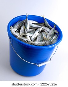 Fish Bucket