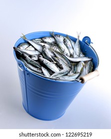 Fish Bucket