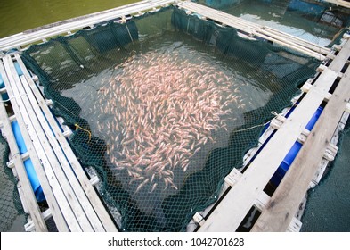 18,955 Fish cage Images, Stock Photos & Vectors | Shutterstock