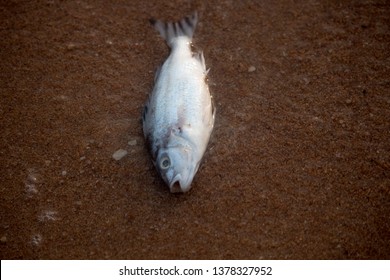 Fish Carcasses Pattaya Beachthailandsmall Sea Creatures Stock Photo ...