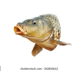 Fish. Carp Head With Open Mouth