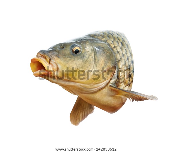 魚 口の開いた鯉の頭 の写真素材 今すぐ編集