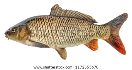 Fish carp with scales. Raw river fish. Fresh goldfish, side view. Isolated on white background