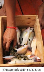 fish catch 