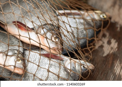 The Fish Caught In A Fishing Net Are On Board Of A Boat. There Are Four Bream In A Illegal Gear.