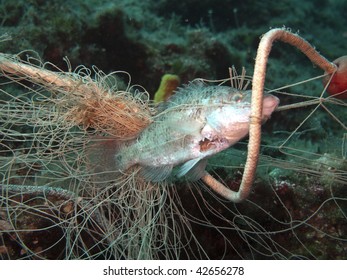 A fish caught in a net