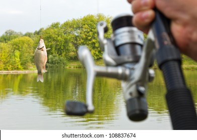 Fish Caught On A Hook