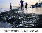 Fish caught using a trawl net.