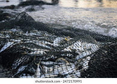 Fish caught using a trawl net.