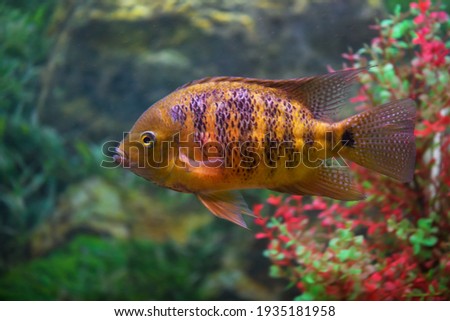 Fish Cichlasoma bocourti in the aquarium (neetroplus bocourti, herichthys bocourti). Selective focus Stock photo © 