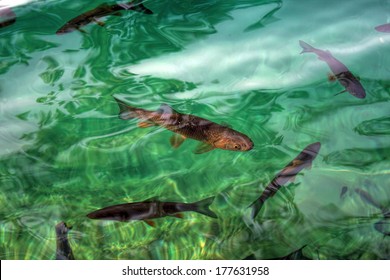 Fish In Clear Water View From Above