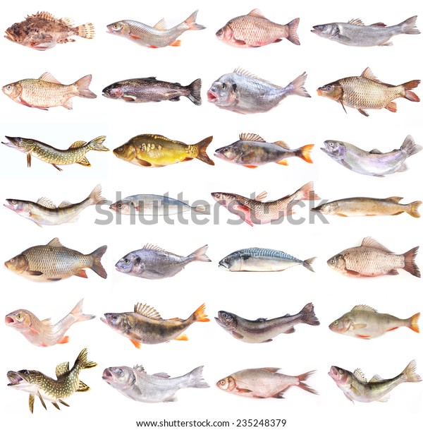 Fish Collection Stock Photo 235248379 | Shutterstock