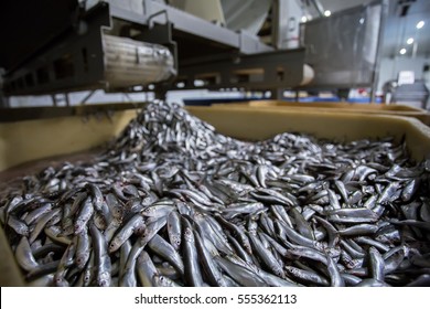 fish conveyor, in the fish processing workshop