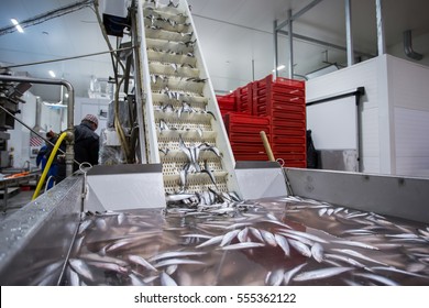 Fish Conveyor, In The Fish Processing Workshop